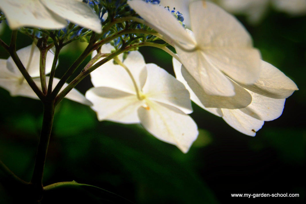 Simple, sophisticated and calming: white flowers and white variegated foliage