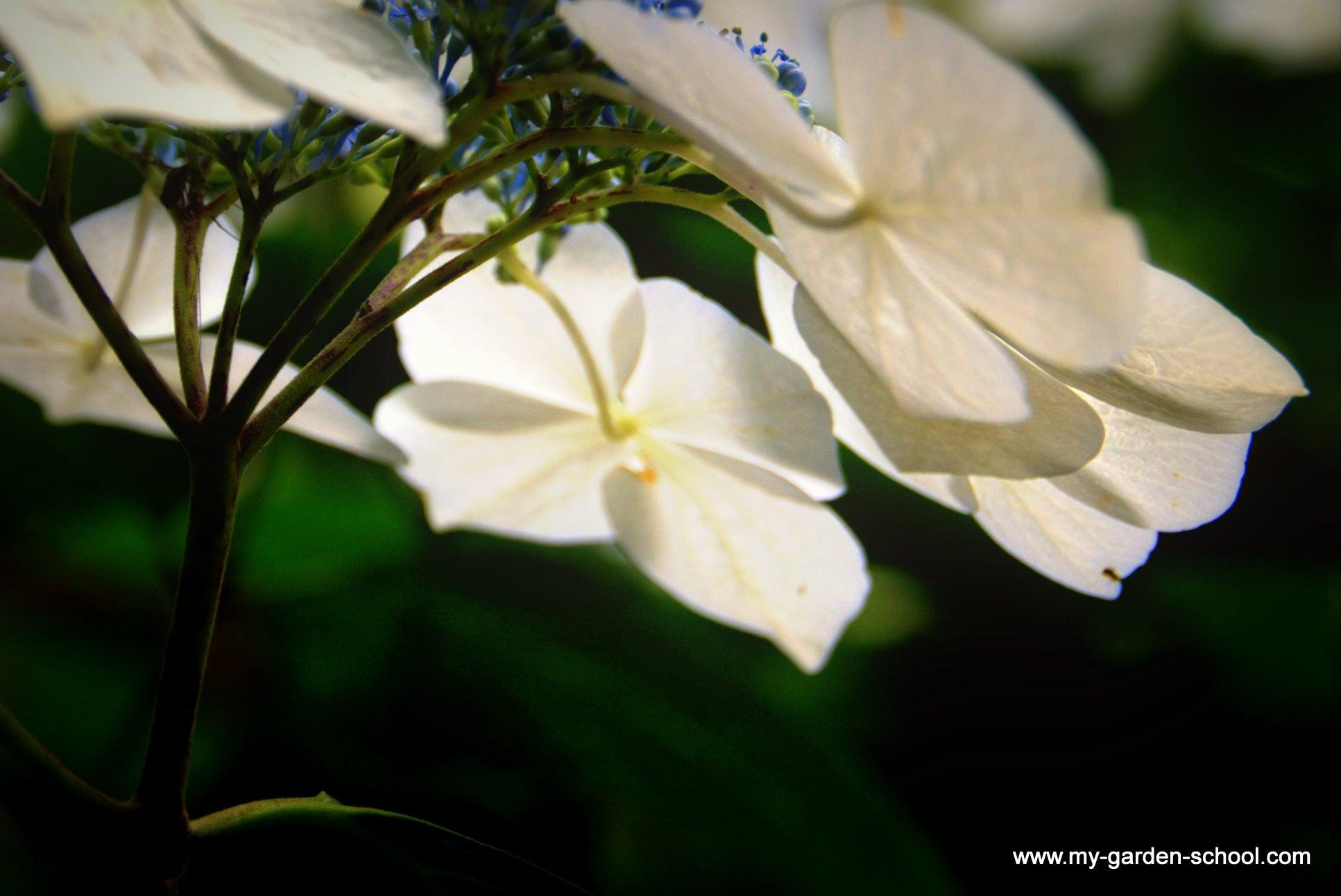 Simple, sophisticated and calming: white flowers and white variegated foliage