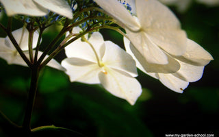 Simple, sophisticated and calming: white flowers and white variegated foliage