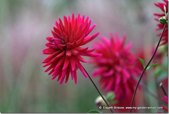 Adding colour with Summer flowering bulbs