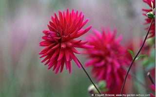 Adding colour with Summer flowering bulbs