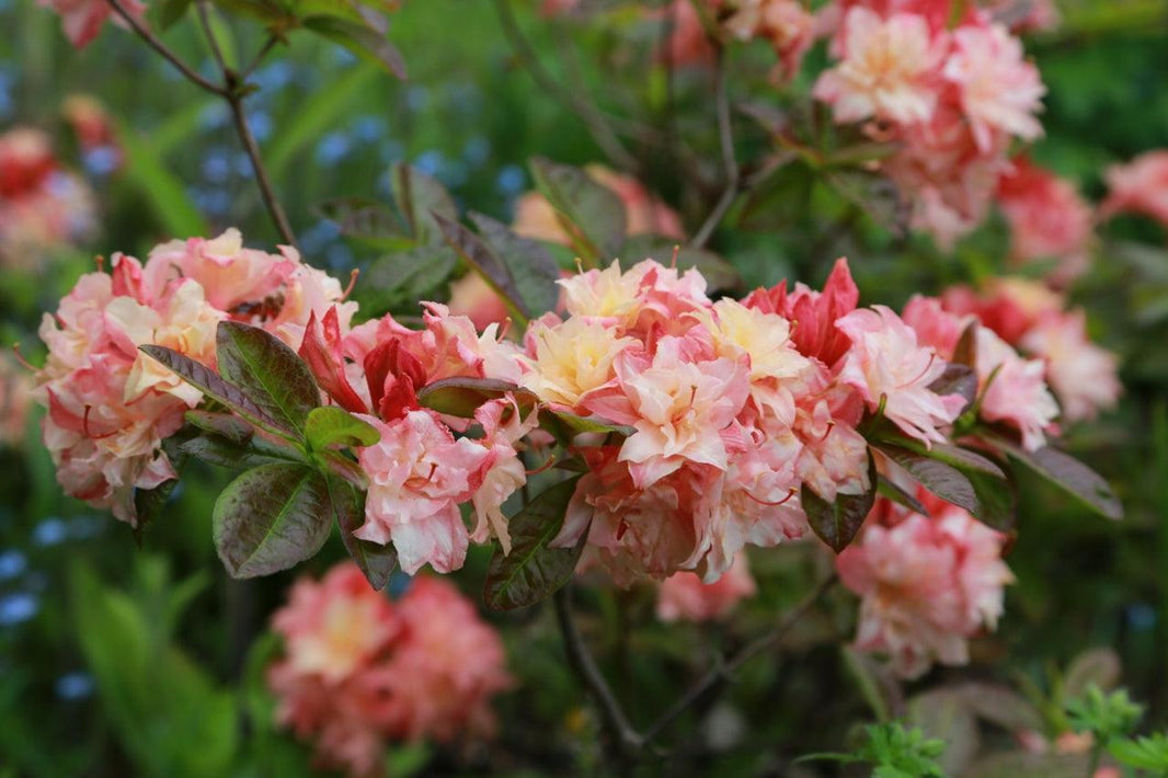 A Gardener&rsquo;s Guide to Photographing Plants & Gardens