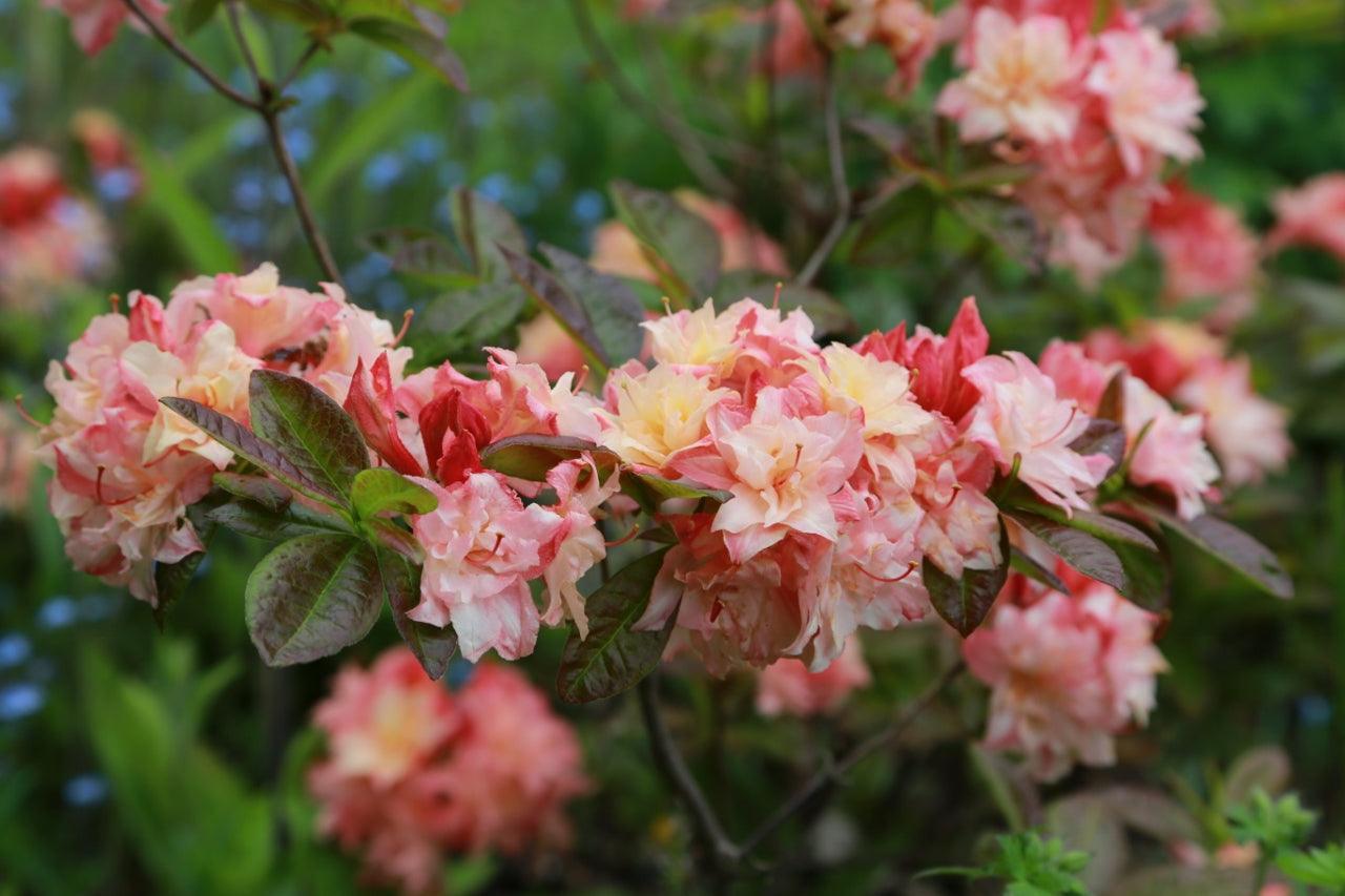 A Gardener&rsquo;s Guide to Photographing Plants & Gardens