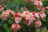 A Gardener&rsquo;s Guide to Photographing Plants & Gardens