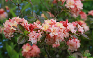 A Gardener&rsquo;s Guide to Photographing Plants & Gardens
