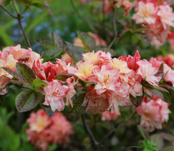 A Gardener&rsquo;s Guide to Photographing Plants & Gardens