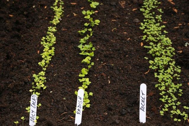 How to grow veg in small spaces