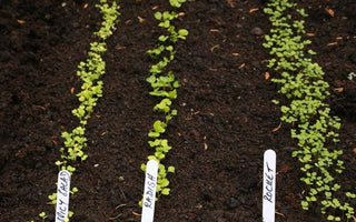 How to grow veg in small spaces