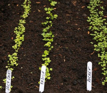 How to grow veg in small spaces