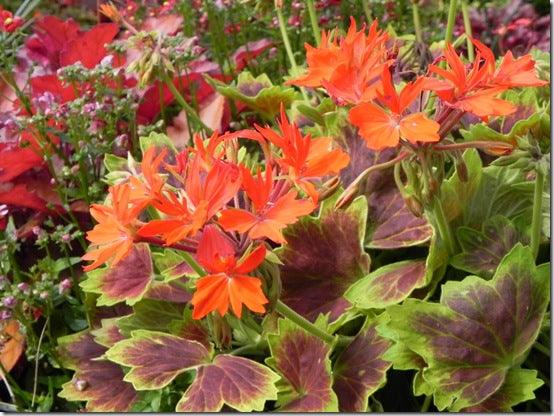 Summer colour in containers; the best of seasonal bedding