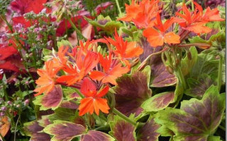 Summer colour in containers; the best of seasonal bedding