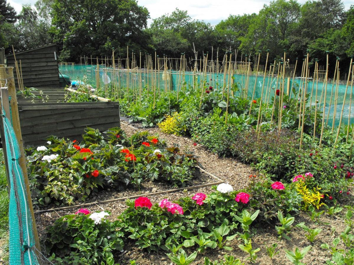 The Allotment Movement