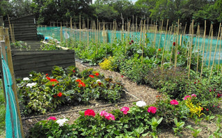 The Allotment Movement