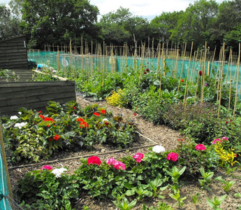 The Allotment Movement