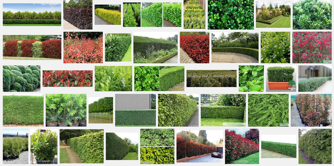 10 Best Hedging Plants