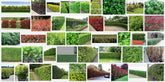 10 Best Hedging Plants