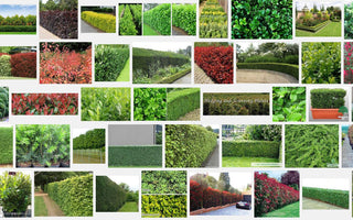 10 Best Hedging Plants