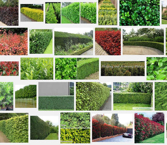 10 Best Hedging Plants