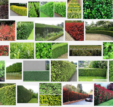 10 Best Hedging Plants