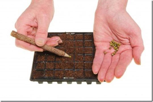Propagation: Sowing Seeds