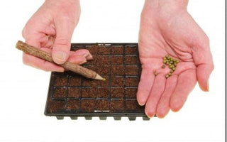 Propagation: Sowing Seeds