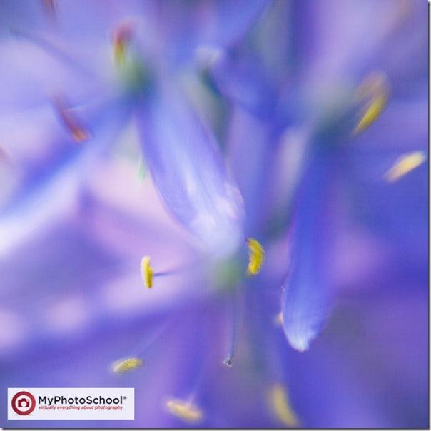 Lensbaby: How Not To Shoot Sharp Pictures