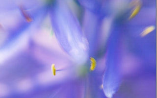 Lensbaby: How Not To Shoot Sharp Pictures