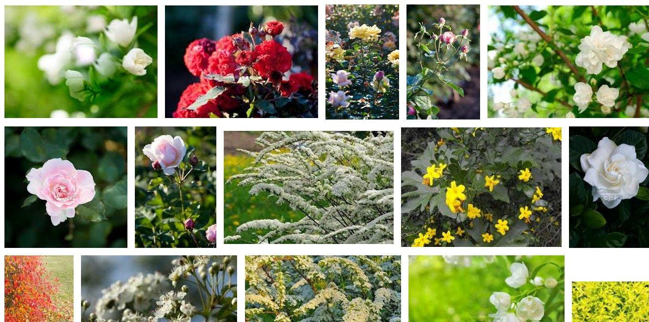 The Great British Garden Revival:  Bring Back Shrubs!
