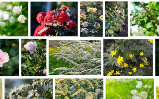 The Great British Garden Revival:  Bring Back Shrubs!