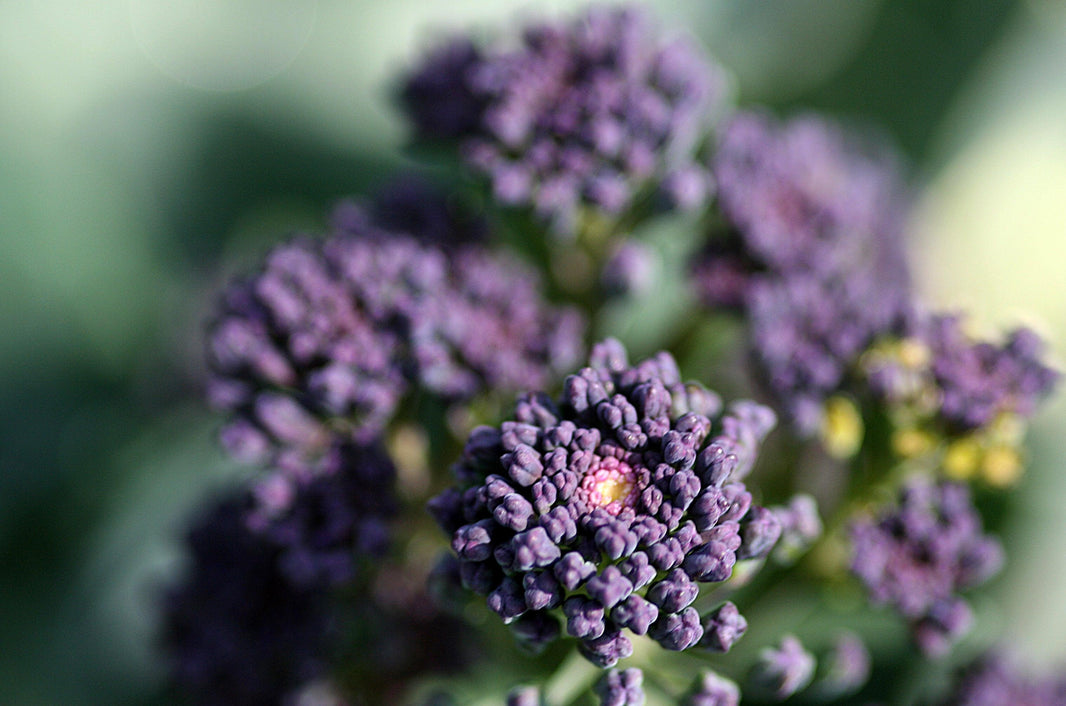 Purple sprouting broccoli