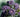 Purple sprouting broccoli