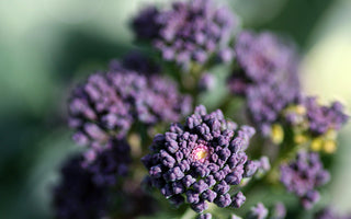 Purple sprouting broccoli