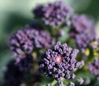 Purple sprouting broccoli