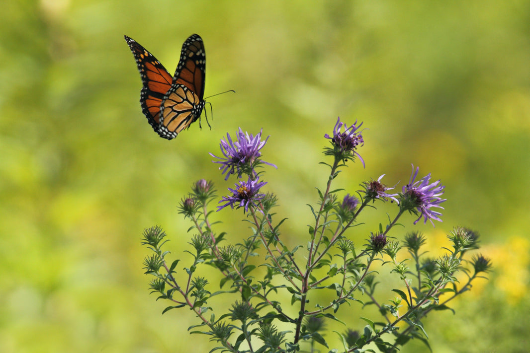 Time to count butterflies
