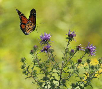 Time to count butterflies