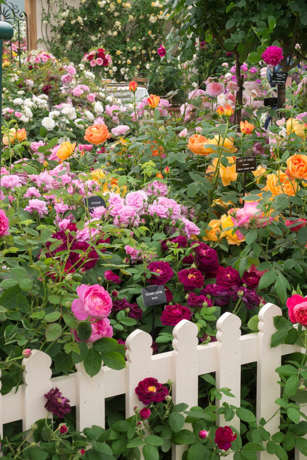 Exclusive: New Rose varieties at RHS Chelsea - Michael Marriott (David Austin) reviews