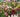 Exclusive: New Rose varieties at RHS Chelsea - Michael Marriott (David Austin) reviews