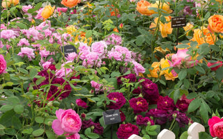Exclusive: New Rose varieties at RHS Chelsea - Michael Marriott (David Austin) reviews