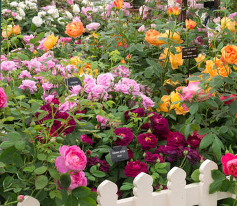 Exclusive: New Rose varieties at RHS Chelsea - Michael Marriott (David Austin) reviews