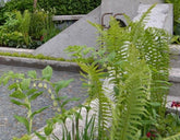 How to plant a shady border