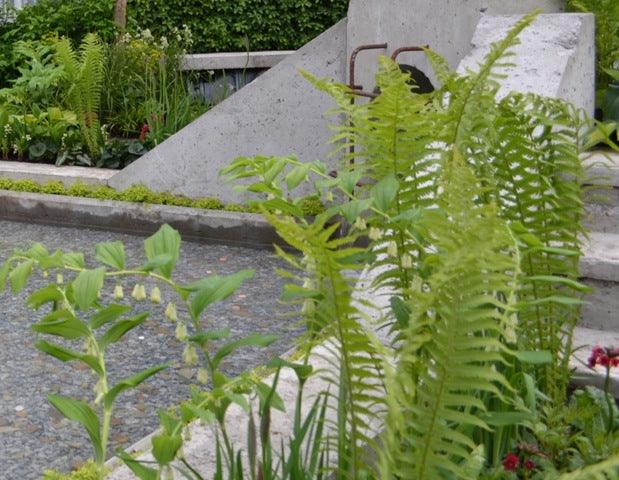 How to plant a shady border