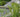 How to plant a shady border