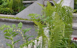 How to plant a shady border