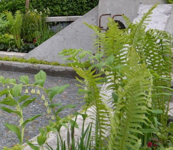 How to plant a shady border