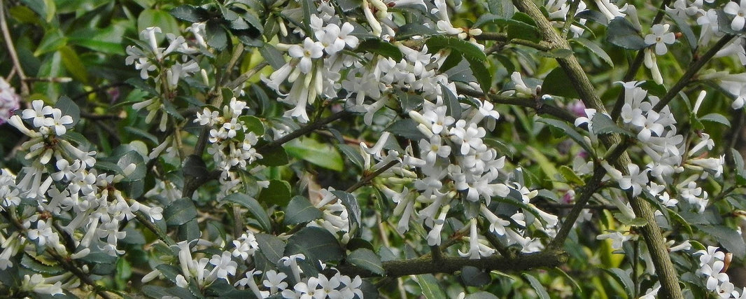Easy-to-grow Early Spring Flowering Shrubs