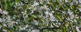 Easy-to-grow Early Spring Flowering Shrubs