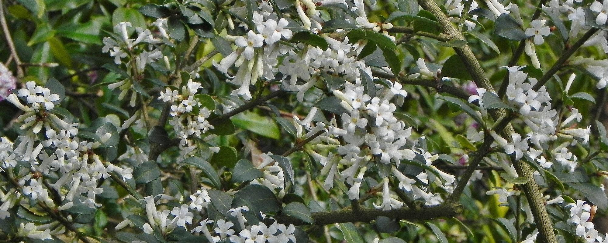Easy-to-grow Early Spring Flowering Shrubs