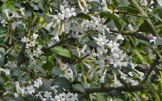 Easy-to-grow Early Spring Flowering Shrubs