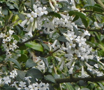 Easy-to-grow Early Spring Flowering Shrubs