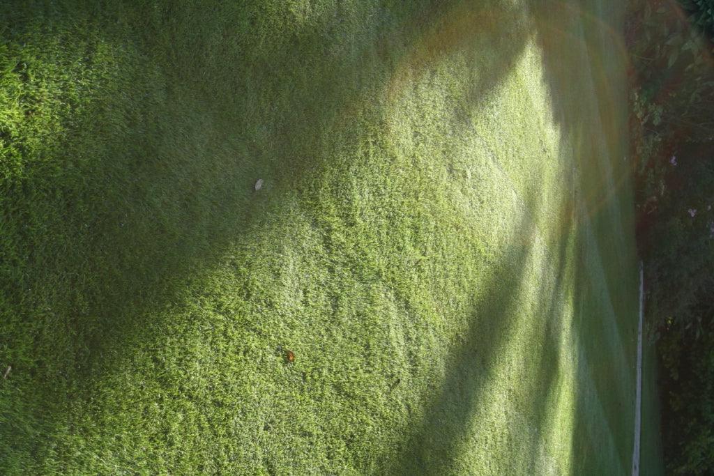 Seasonal Lawn Care; Removing Dead Grass